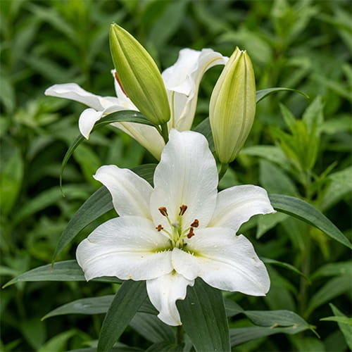 Lily (Lilium) Monte Bianco - for Sale Lily (Lilium) Monte Bianco