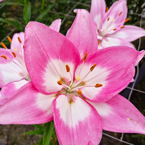 Lily (Lilium) Njoyz - for Sale Lily (Lilium) Njoyz
