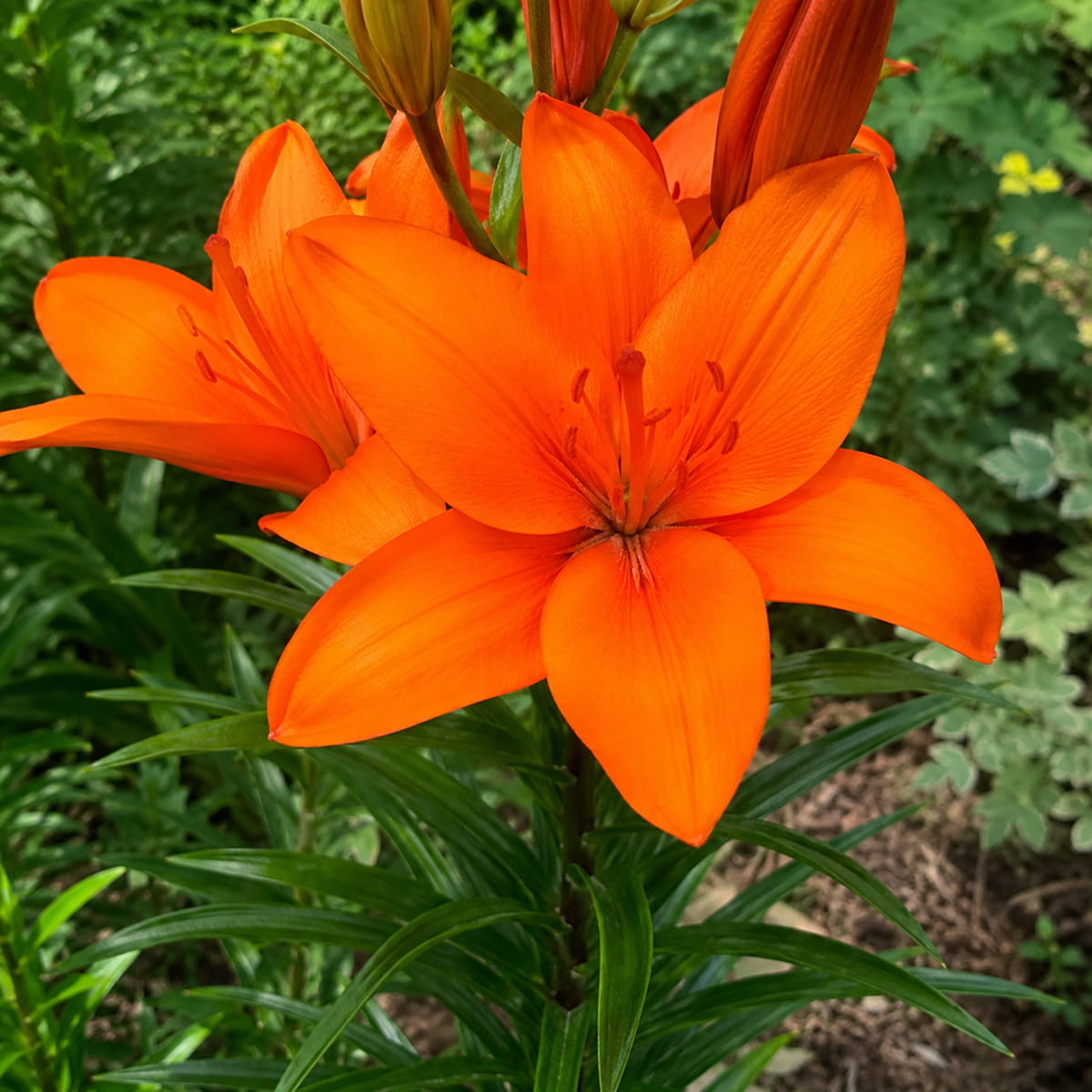 Giglio (Lilium) Orange Summer - for Sale Giglio (Lilium) Orange Summer