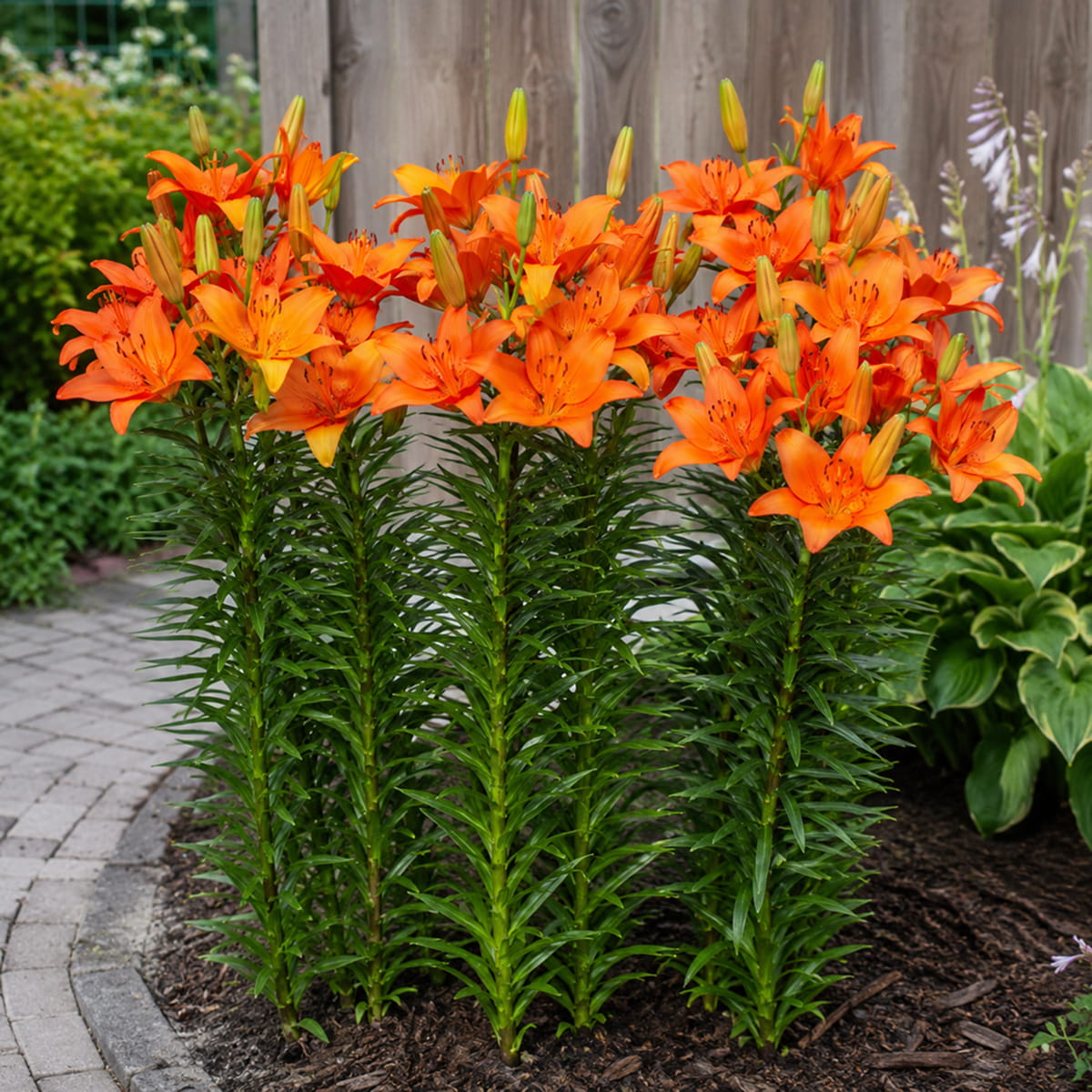 Giglio (Lilium) Orange Summer - for Sale Giglio (Lilium) Orange Summer
