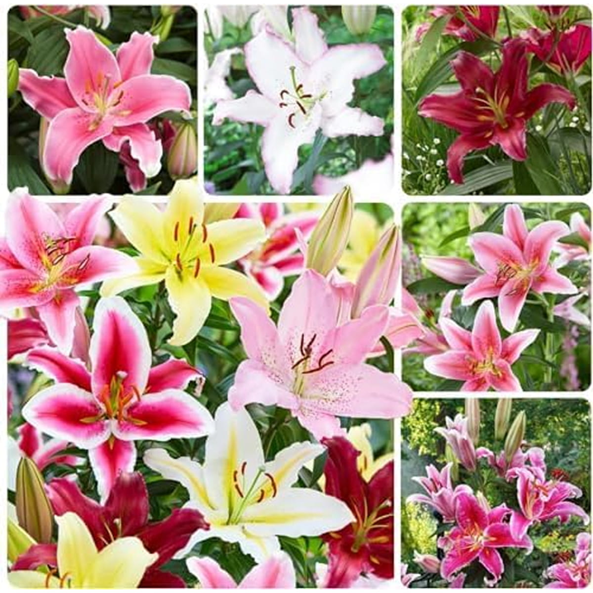 Lilia (Lilium) Oriental Collection - for Sale Lilia (Lilium) Oriental Collection