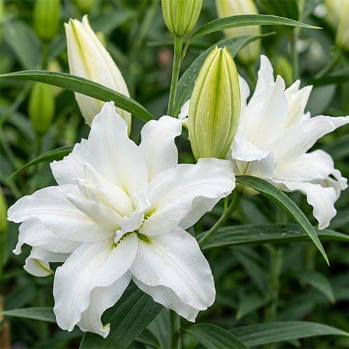 Lily (Lilium) P532 White christmas DOR - for Sale Lily (Lilium) P532 White christmas DOR