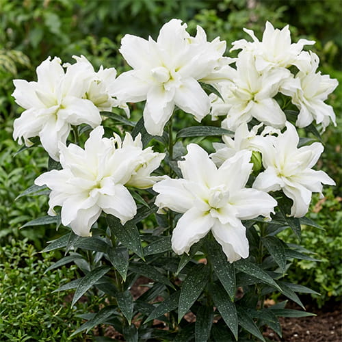 Lily (Lilium) P540 POR Laan wit - for Sale Lily (Lilium) P540 POR Laan wit