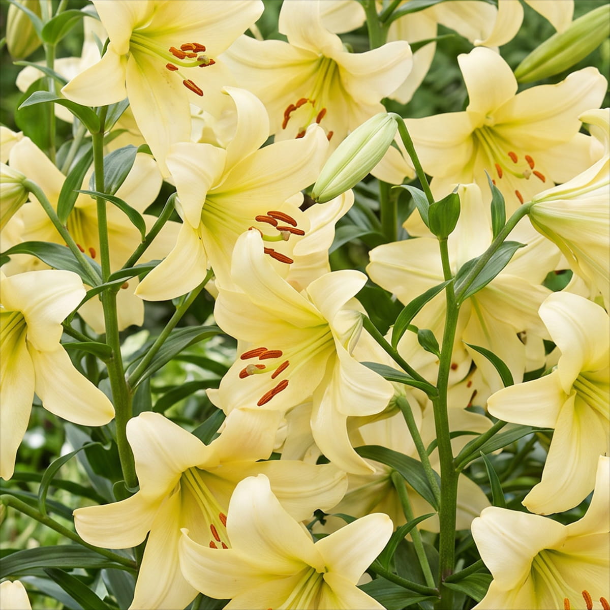 Lily (Lilium) Pearl Frances - for Sale Lily (Lilium) Pearl Frances