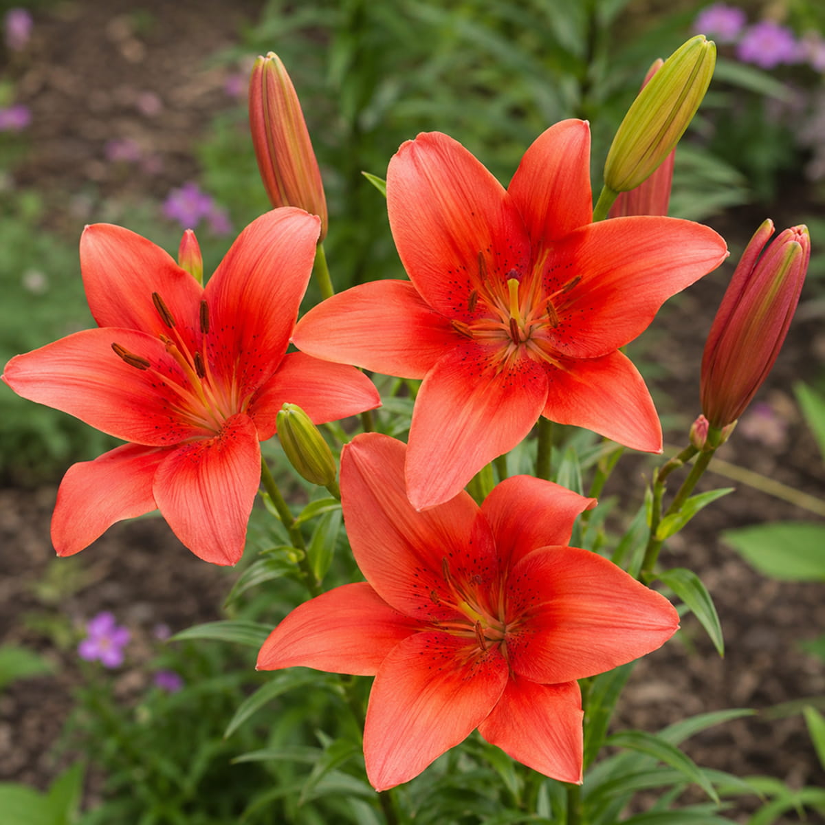 Lilie (Lilium) Pearl Loraine - for Sale Lilie (Lilium) Pearl Loraine