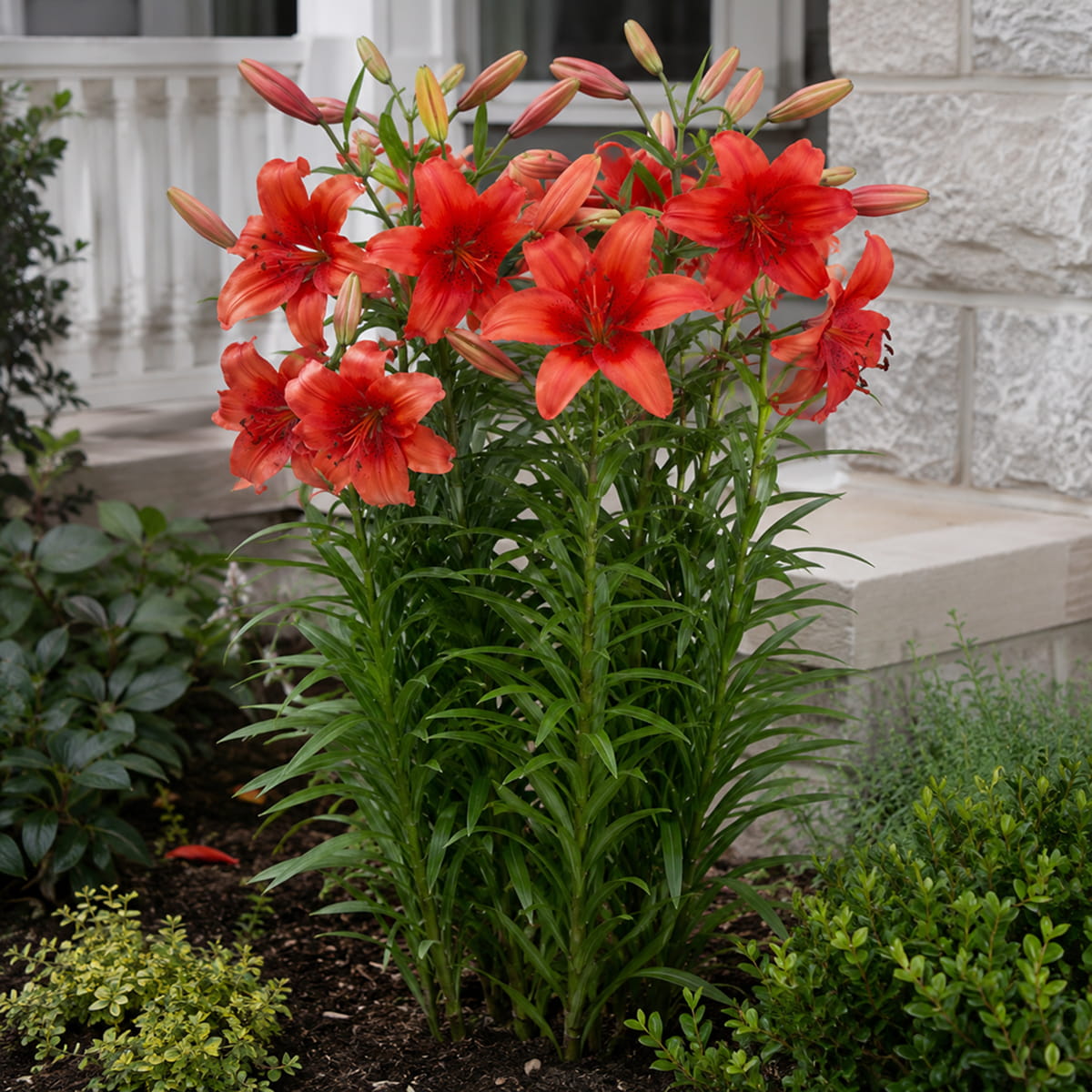 Lilie (Lilium) Pearl Loraine - for Sale Lilie (Lilium) Pearl Loraine