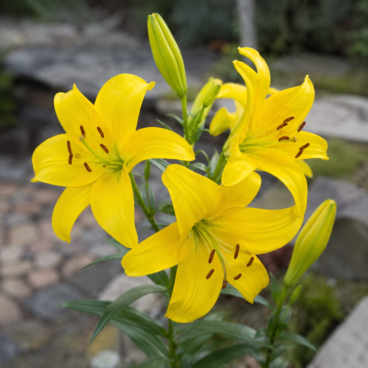 Lilie (Lilium) Pearl Melanie - for Sale Lilie (Lilium) Pearl Melanie