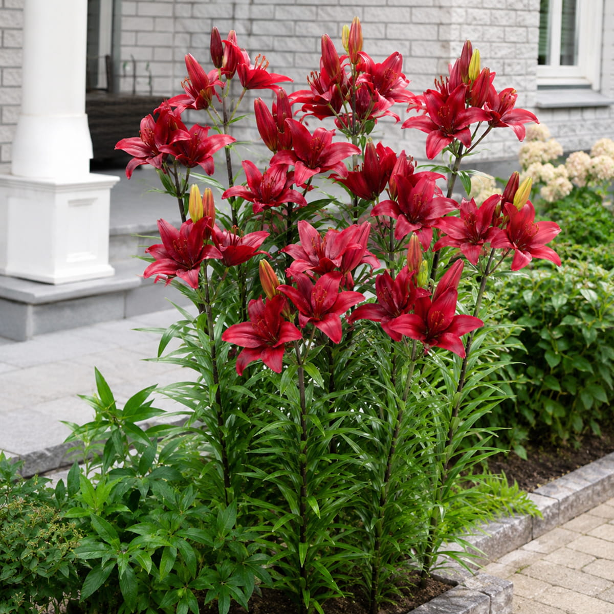 Lily (Lilium) Rapid Red - for Sale Lily (Lilium) Rapid Red