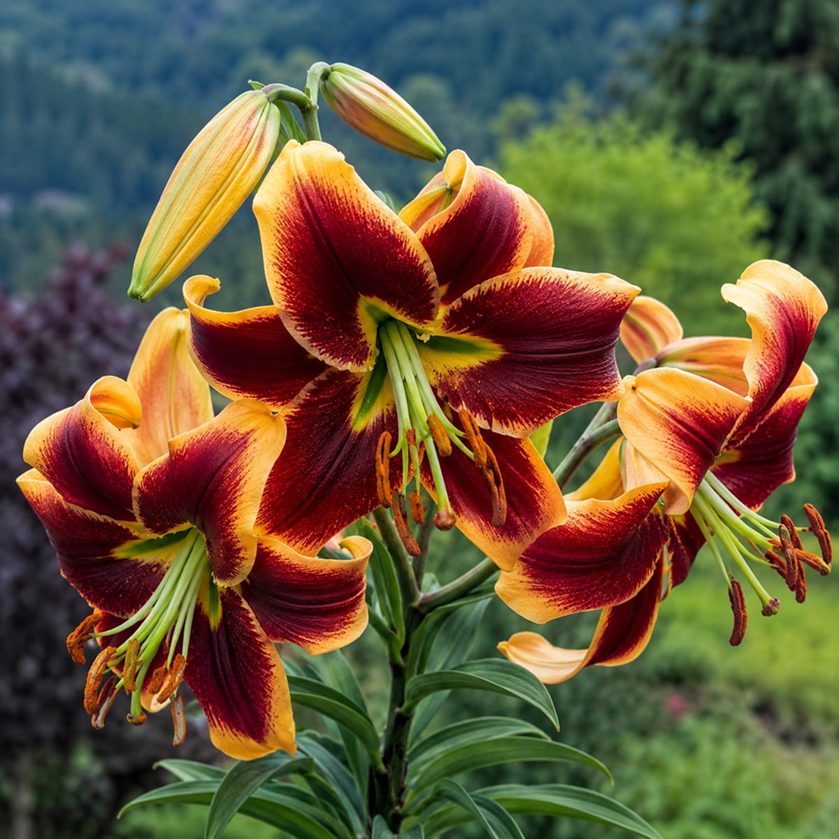 Lily (Lilium) Red Morning - for Sale Lily (Lilium) Red Morning
