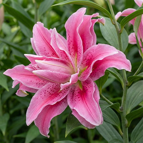 Lily (Lilium) Roselily Isabella - for Sale Lily (Lilium) Roselily Isabella