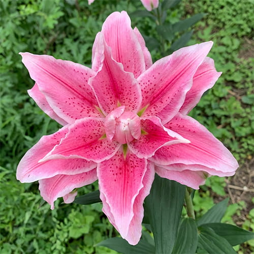 Lily (Lilium) Roselily Jasmina - for Sale Lily (Lilium) Roselily Jasmina
