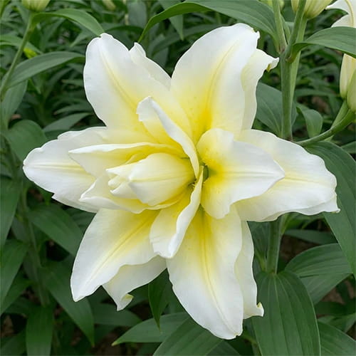 Lily (Lilium) Roselily Ludwina - for Sale Lily (Lilium) Roselily Ludwina
