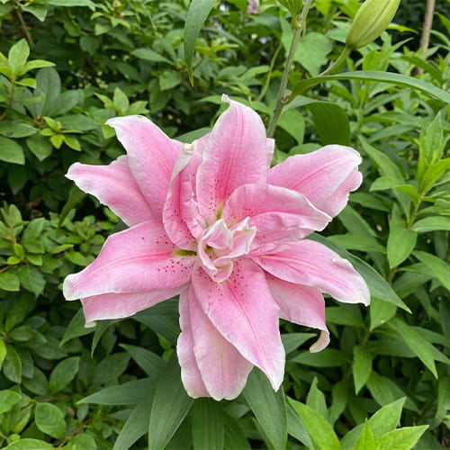 Lily (Lilium) Roselily Nowa - for Sale Lily (Lilium) Roselily Nowa