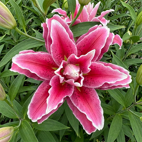 Lily (Lilium) Roselily Tabitha - for Sale Lily (Lilium) Roselily Tabitha