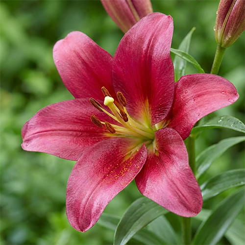 Lily (Lilium) Rosenka - for Sale Lily (Lilium) Rosenka