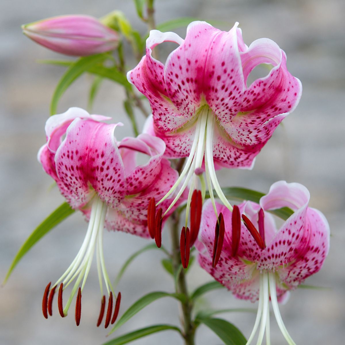 Lily (Lilium) Rubrum Uchida - for Sale Lily (Lilium) Rubrum Uchida