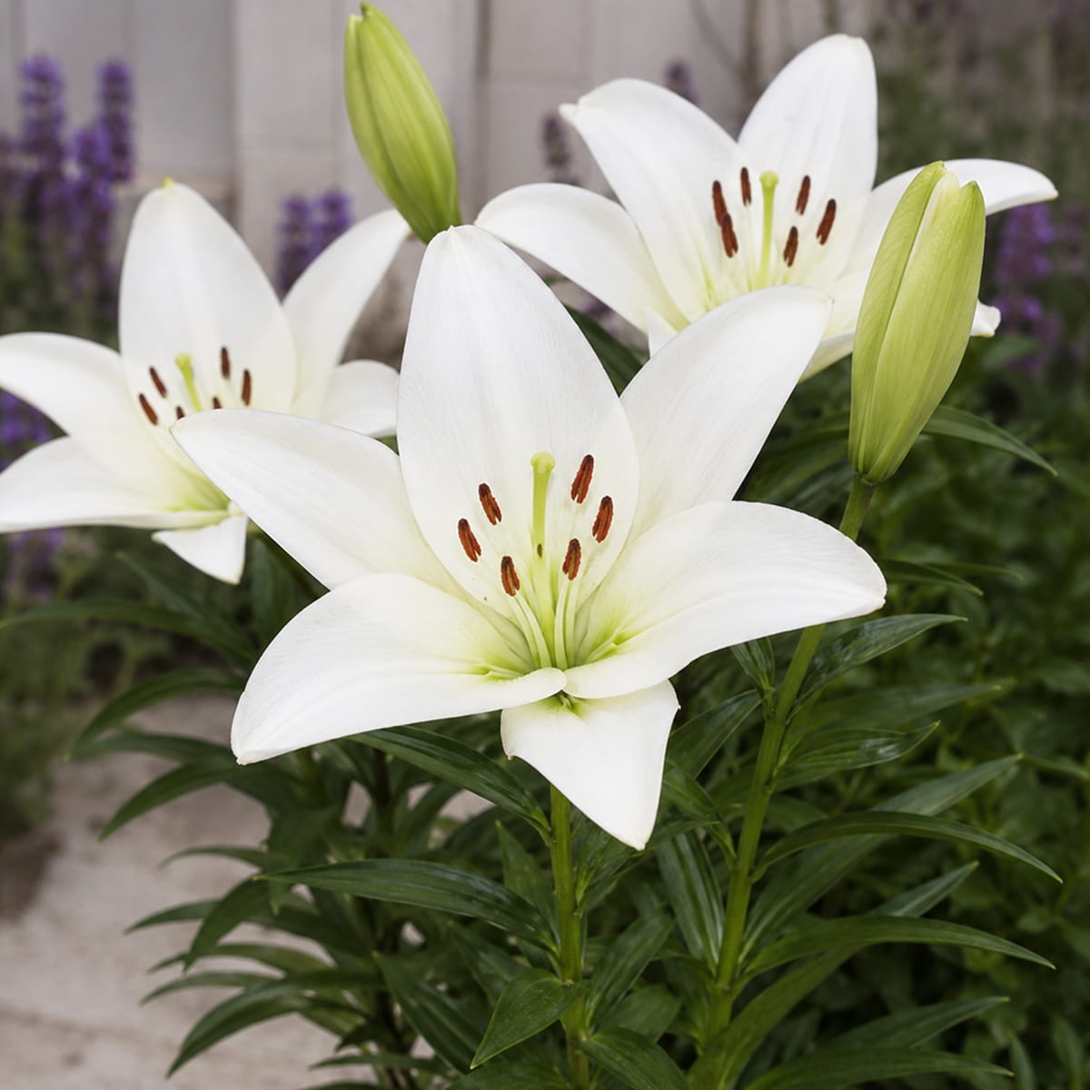 Lírio (Lilium) Snowdon - for Sale Lírio (Lilium) Snowdon
