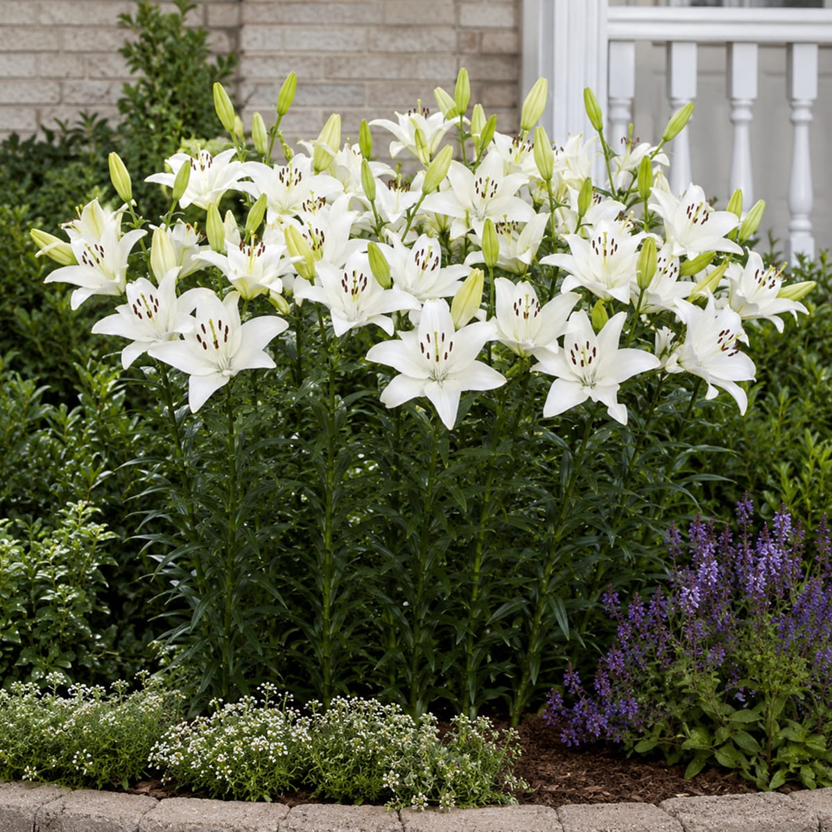 Lírio (Lilium) Snowdon - for Sale Lírio (Lilium) Snowdon