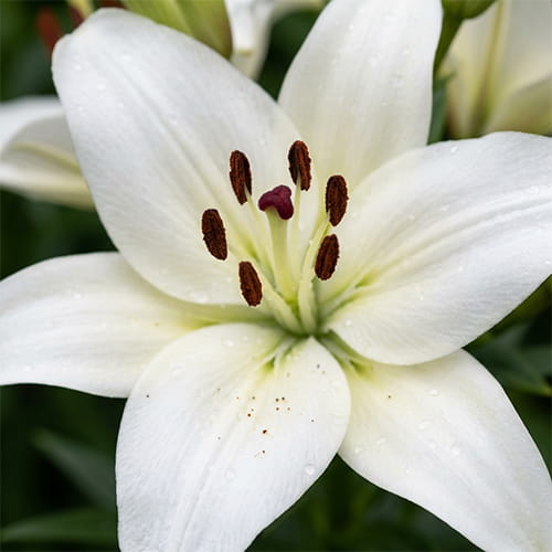 Lily (Lilium) Sparkling Joy - for Sale Lily (Lilium) Sparkling Joy