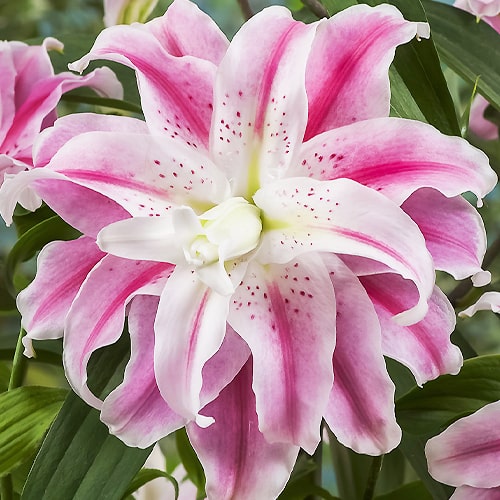 Lily (Lilium) Sweet Rosy - for Sale Lily (Lilium) Sweet Rosy