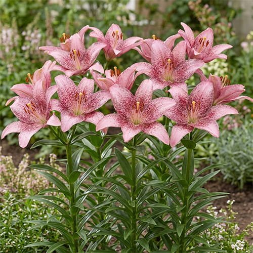 Lily (Lilium) Sweet Sugar - for Sale Lily (Lilium) Sweet Sugar
