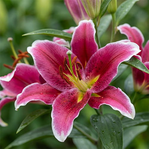Lily (Lilium) Tawny - for Sale Lily (Lilium) Tawny