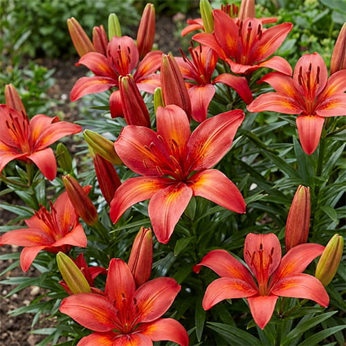 Lily (Lilium) Tropical Joy - for Sale Lily (Lilium) Tropical Joy
