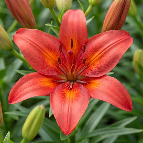 Lily (Lilium) Tropical Joy - for Sale Lily (Lilium) Tropical Joy