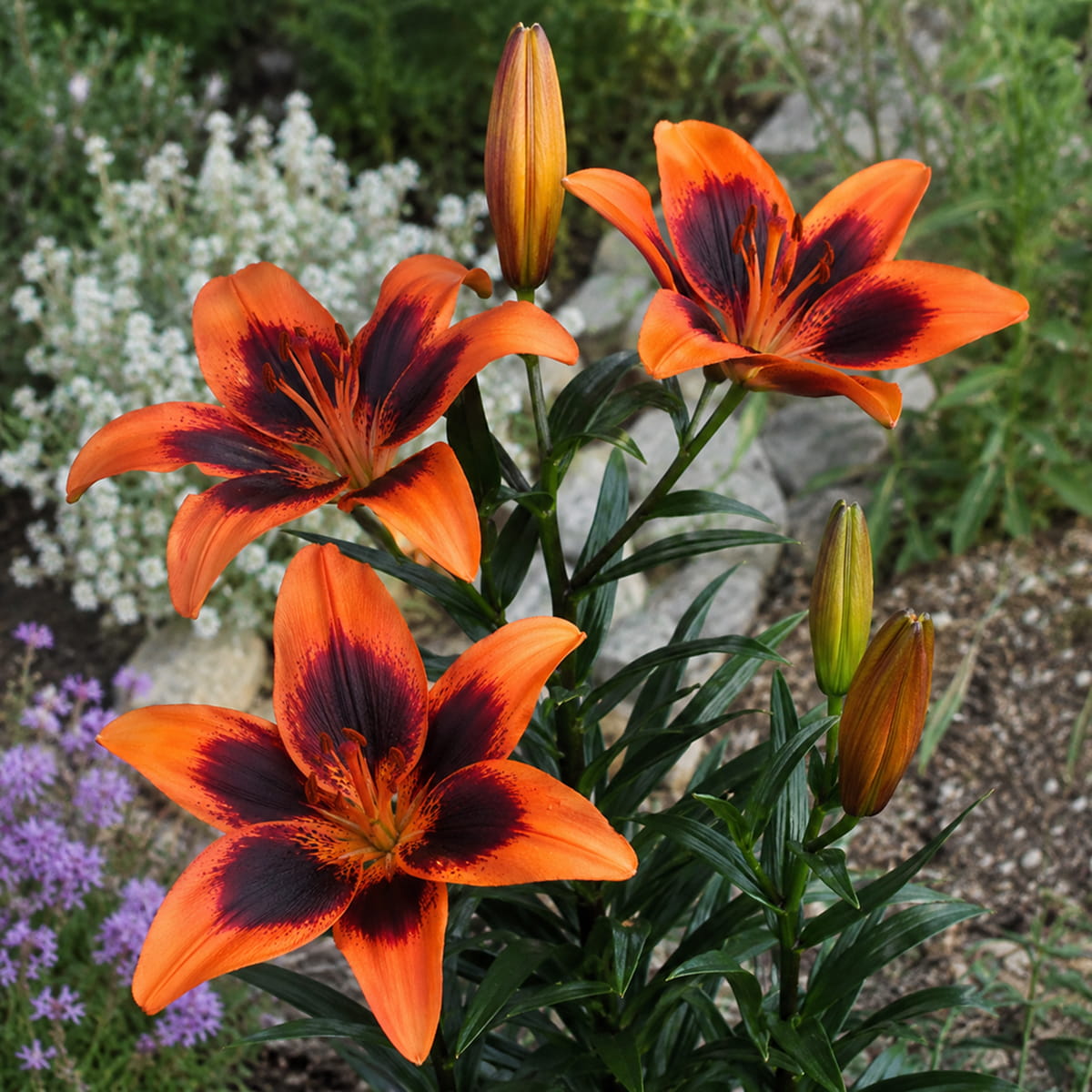 Lily (Lilium) Twosome - for Sale Lily (Lilium) Twosome
