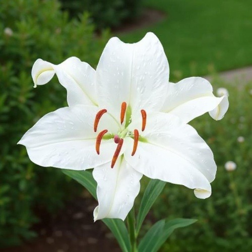 Lily (Lilium) Villa Bianco - for Sale Lily (Lilium) Villa Bianco