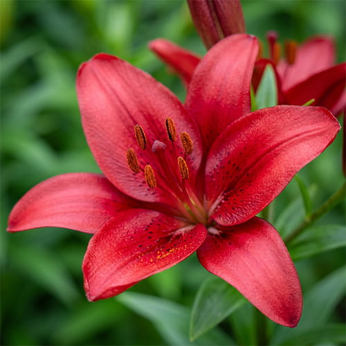 Lily (Lilium) Vuelta - for Sale Lily (Lilium) Vuelta