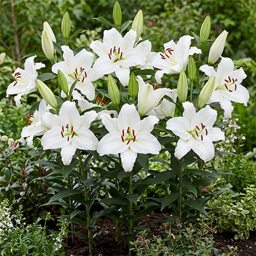 Lily (Lilium) White Balloons - for Sale Lily (Lilium) White Balloons