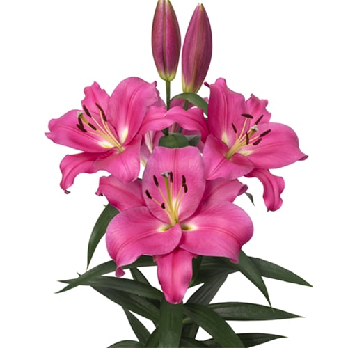 Lily (Lilium) Loverstown - for Sale Lily (Lilium) Loverstown