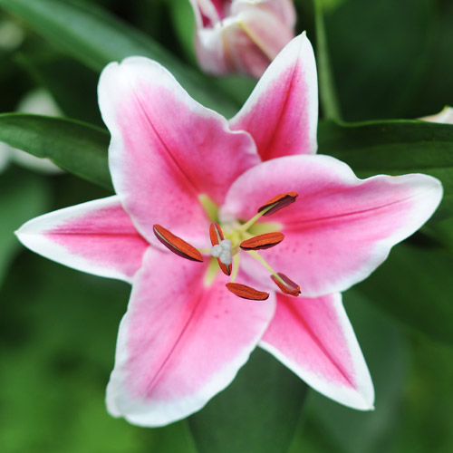 Lily (Lilium) Marlon - for Sale Lily (Lilium) Marlon