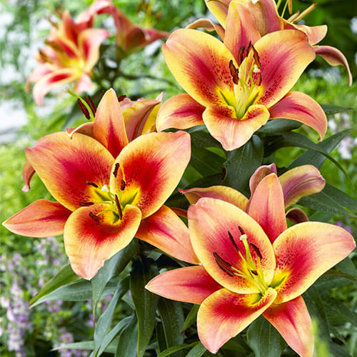 Lily (Lilium) Montego Bay - for Sale Lily (Lilium) Montego Bay