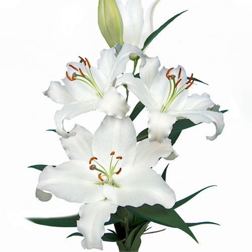 Lily Nova Zembla - for Sale Lily Nova Zembla