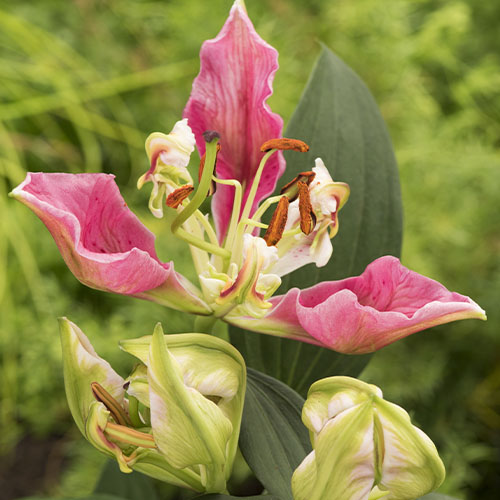 Lily Parrto Pink Cariba - for Sale Lily Parrto Pink Cariba