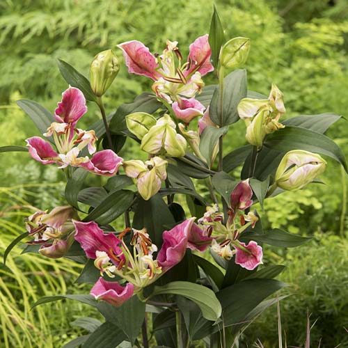 Lily Parrto Pink Cariba - for Sale Lily Parrto Pink Cariba