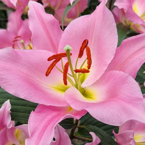 Lily (Lilium) Pink Palace - for Sale Lily (Lilium) Pink Palace