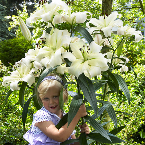 Lily (Lilium) Pretty Woman - for Sale Lily (Lilium) Pretty Woman