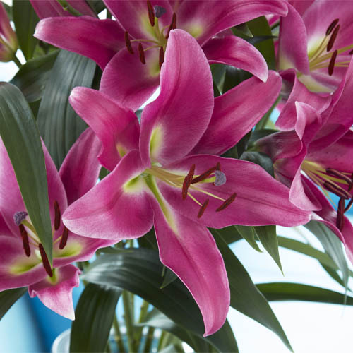 Lily Profundo - for Sale Lily Profundo