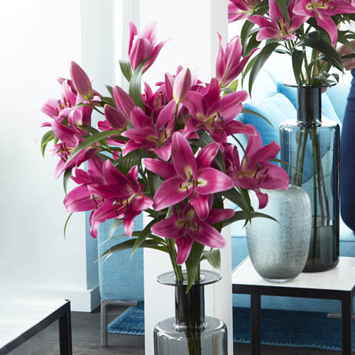Lily Profundo - for Sale Lily Profundo