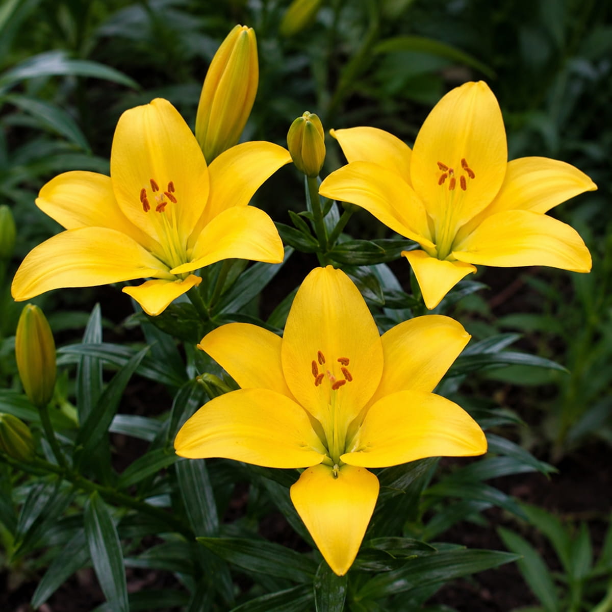 Lilia (Lilium) Rapid Yellow - for Sale Lilia (Lilium) Rapid Yellow