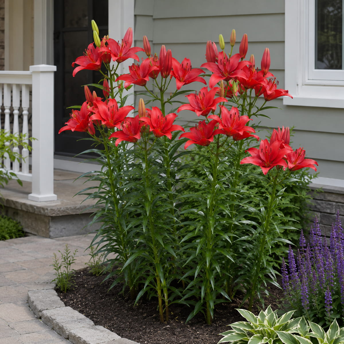 Lily Red Highland - for Sale Lily Red Highland