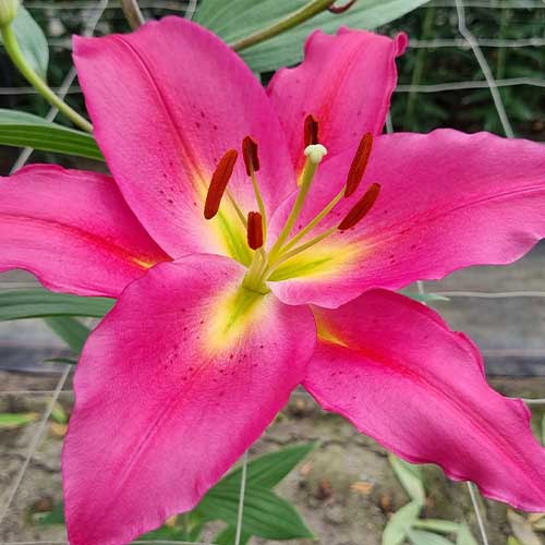 Lily (Lilium) Reeleeze - for Sale Lily (Lilium) Reeleeze