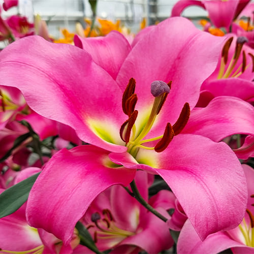 Lily (Lilium) Robina - for Sale Lily (Lilium) Robina