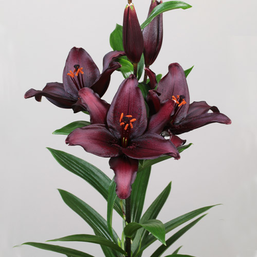 Lilie (Lilium) Secret Kiss - for Sale Lilie (Lilium) Secret Kiss