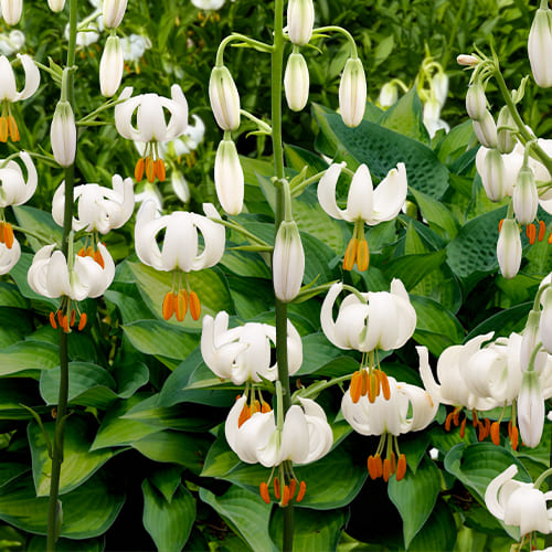 Lily (Lilium) Snowy Morning - for Sale Lily (Lilium) Snowy Morning