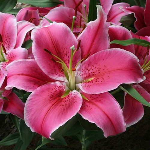 Lilie (Lilium) Social Club - for Sale Lilie (Lilium) Social Club