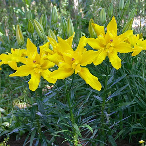 Lily (Lilium) Tomos - for Sale Lily (Lilium) Tomos